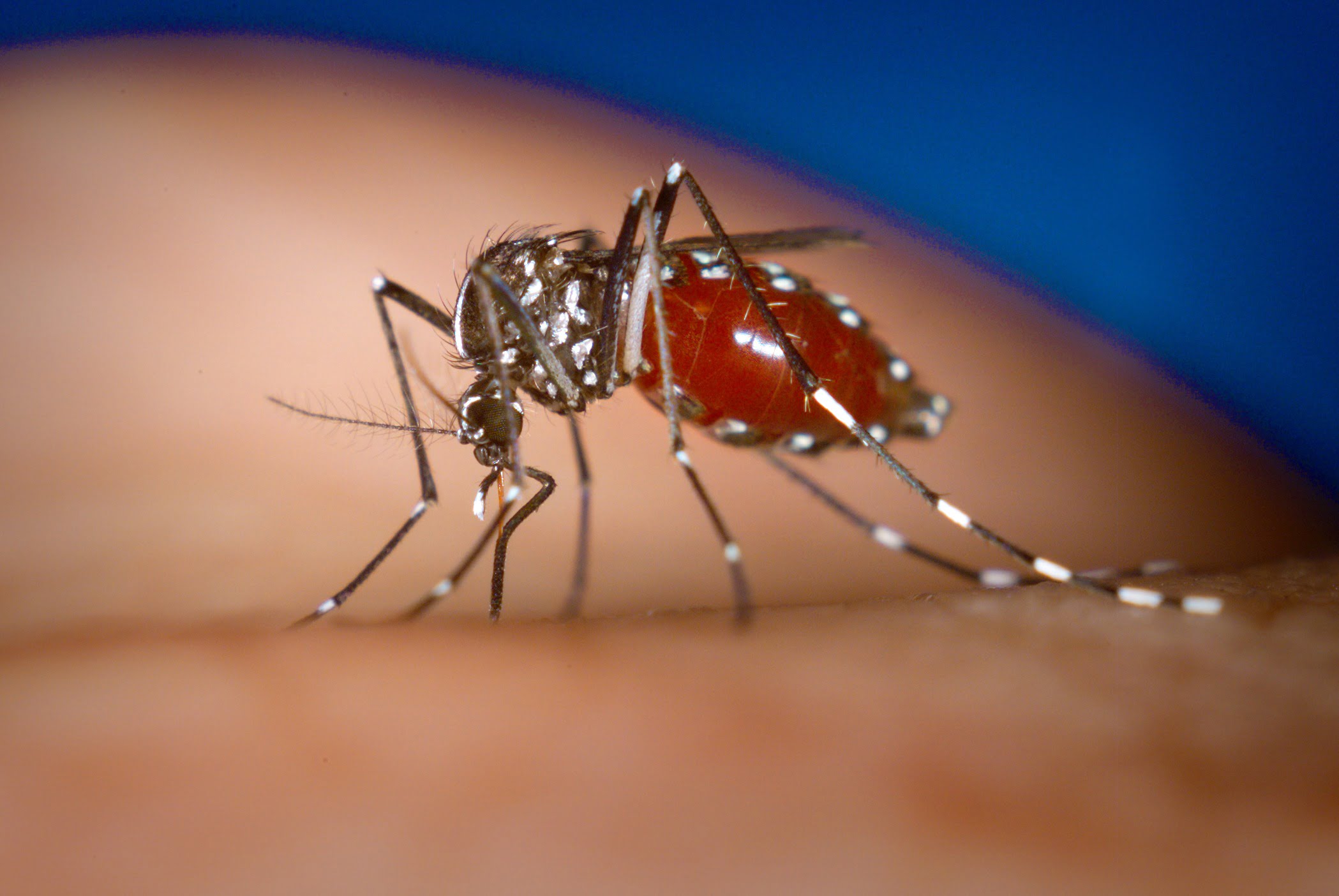 Chikungunya, dengue e zika: aprenda a diferenciar os sintomas