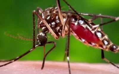 Febre amarela, preciso me vacinar contra? Veja perguntas e respostas sobre o surto em MG
