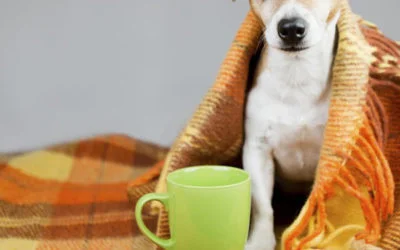 Dormir no frio pode queimar duas vezes mais calorias